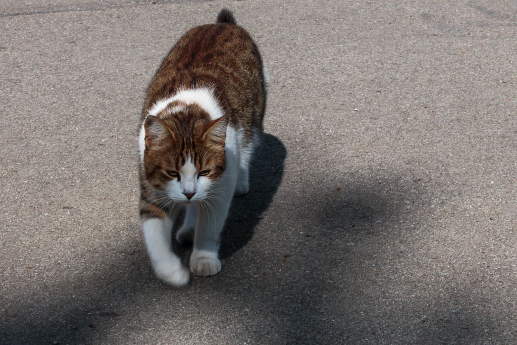 photo Narva-16AUG2015-LoRes-0057_zpsjmfpjkcf.jpg