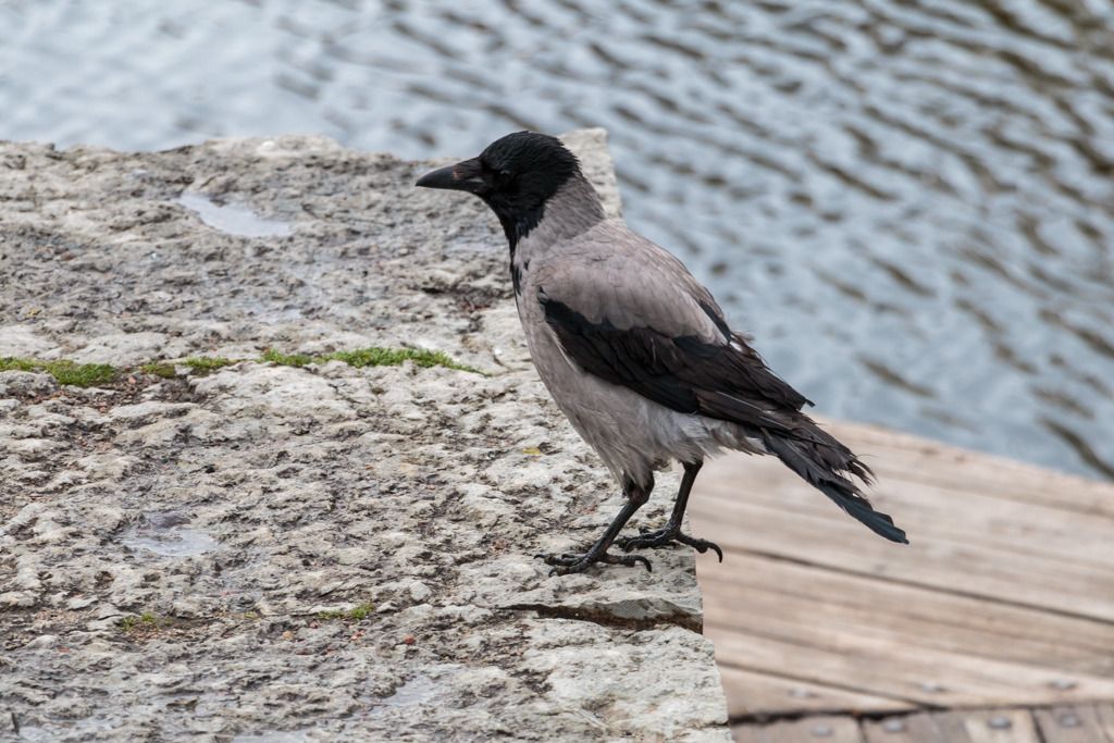  photo Tallinn_May2014-LoRes-0551_zpsfuy4zipr.jpg