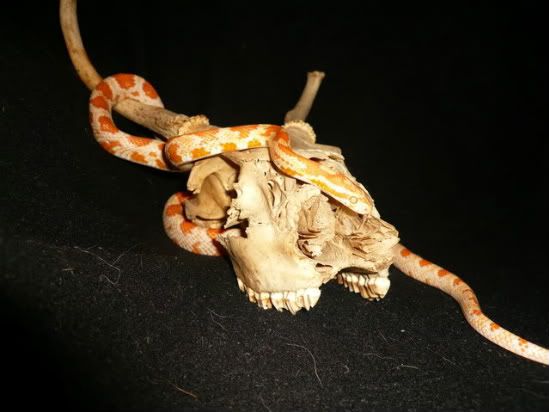 Snakehs029.jpg
