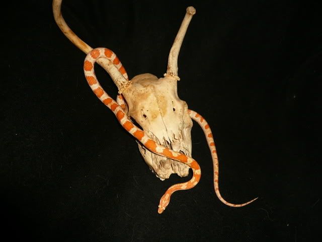 Snakehs031.jpg