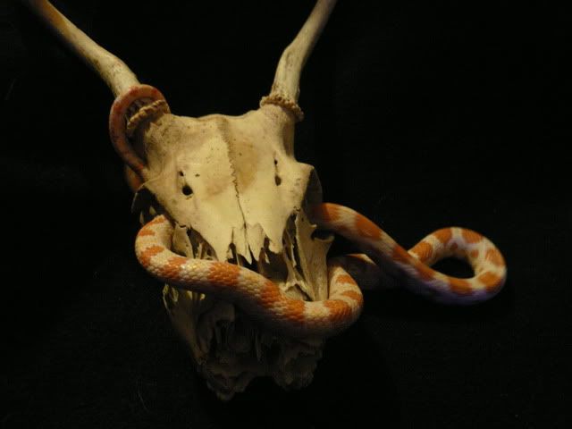 Snakehs038.jpg