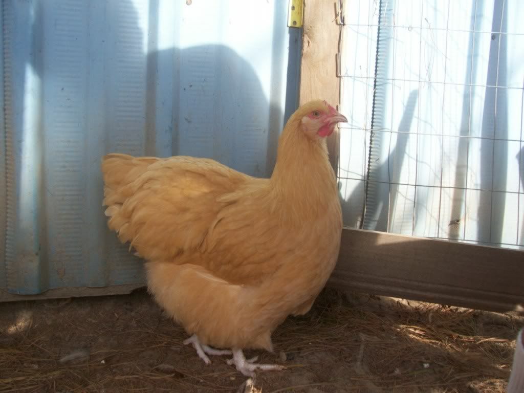 http://i745.photobucket.com/albums/xx94/lildinkem/000_7898.jpg?t=1297353815
