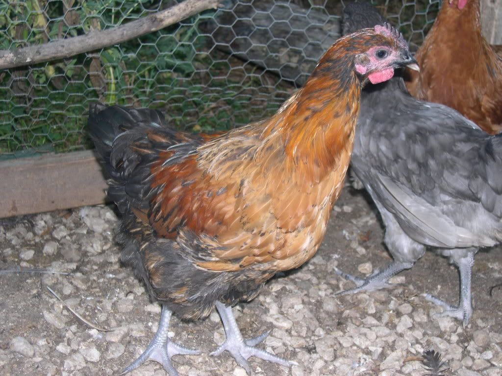 Buff/Black Orpington cross?