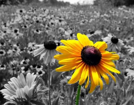 Sunflowers Pictures, Images and Photos