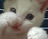 th_Animated_Cat_Boxing.gif