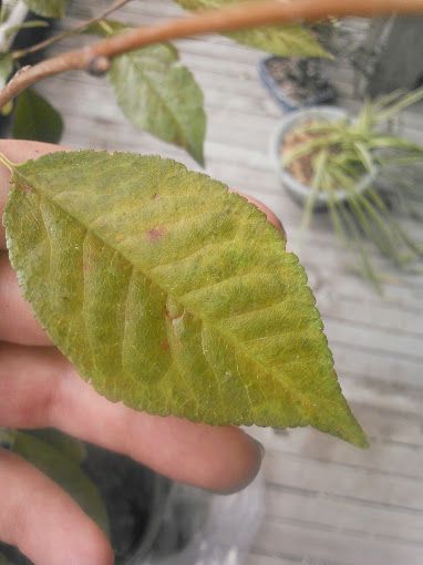  photo 14-11_zps4cf6efe7.jpg