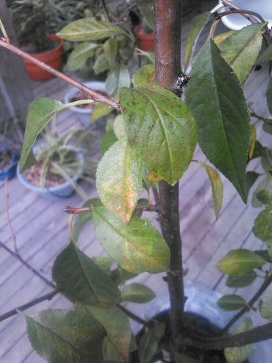  photo 14-3_zpsc13b5ced.jpg