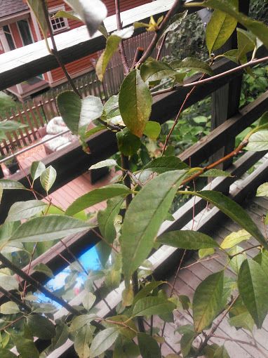  photo 14-9_zps8abf1e79.jpg