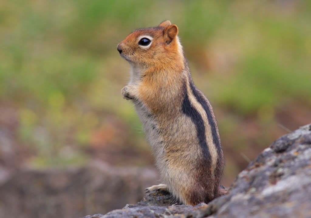 IMAGE: http://i745.photobucket.com/albums/xx97/et078/004-1.jpg