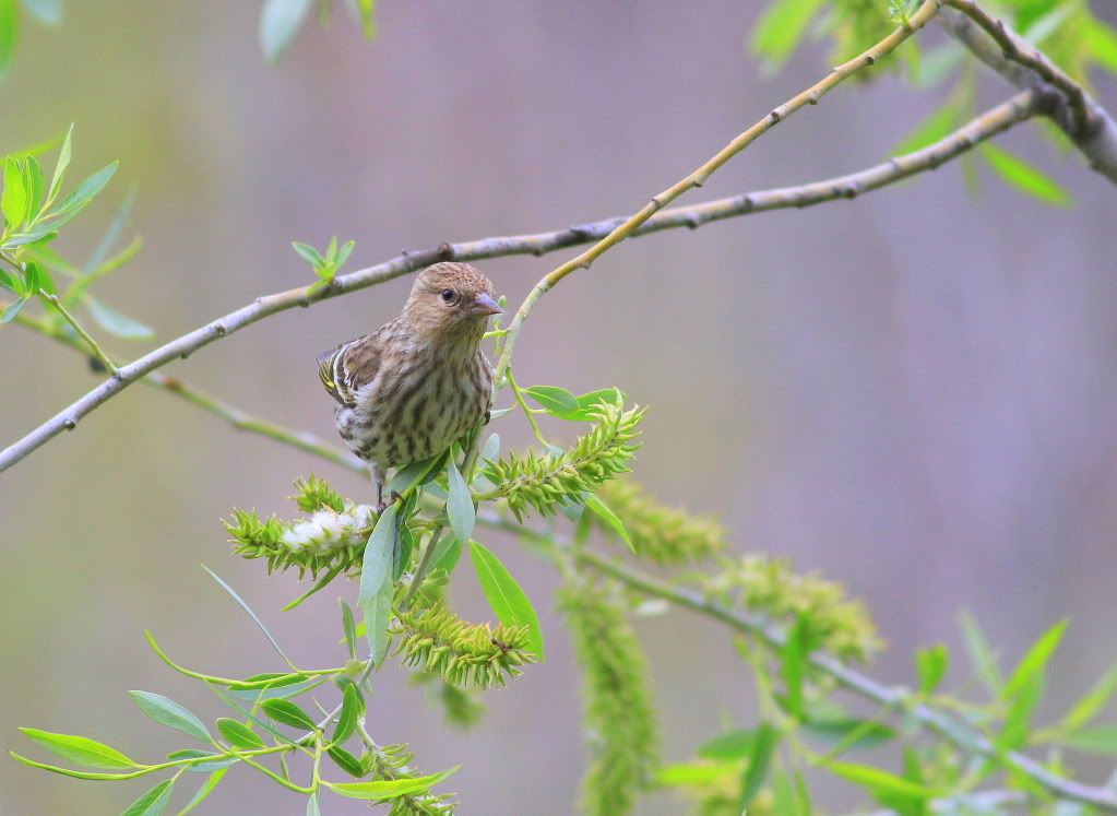 IMAGE: http://i745.photobucket.com/albums/xx97/et078/007.jpg