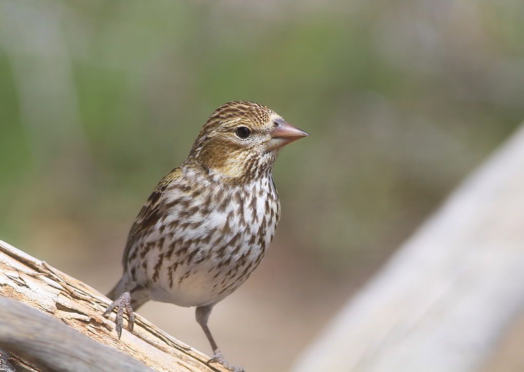 IMAGE: http://i745.photobucket.com/albums/xx97/et078/008-1.jpg