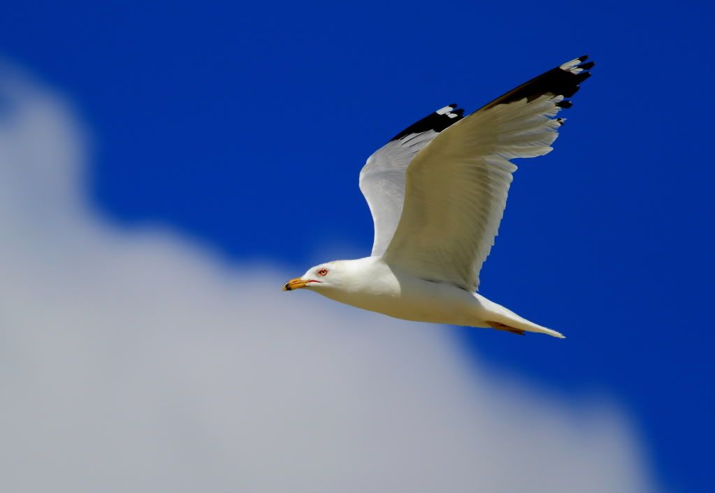 IMAGE: http://i745.photobucket.com/albums/xx97/et078/011-1.jpg