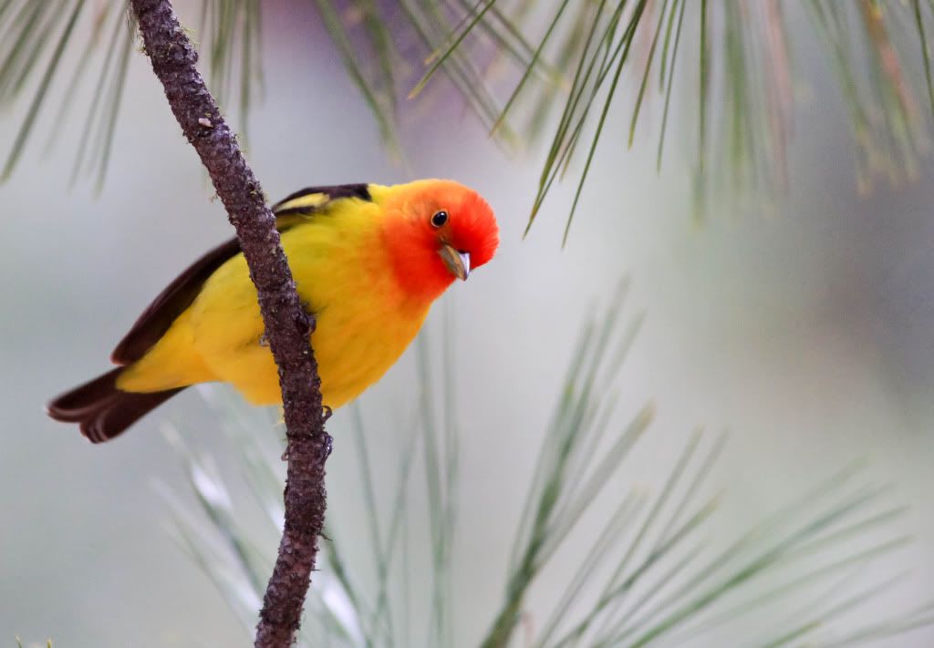 IMAGE: http://i745.photobucket.com/albums/xx97/et078/020.jpg