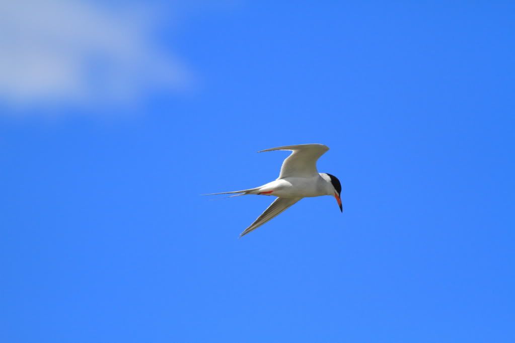 IMAGE: http://i745.photobucket.com/albums/xx97/et078/022.jpg