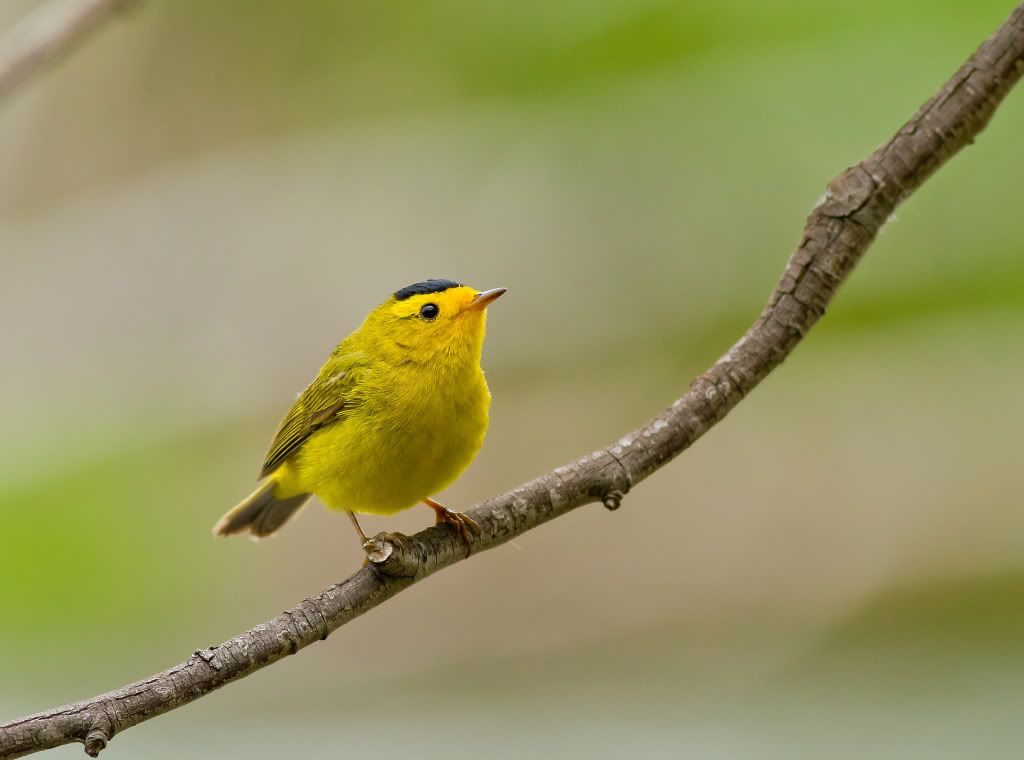 IMAGE: http://i745.photobucket.com/albums/xx97/et078/032.jpg