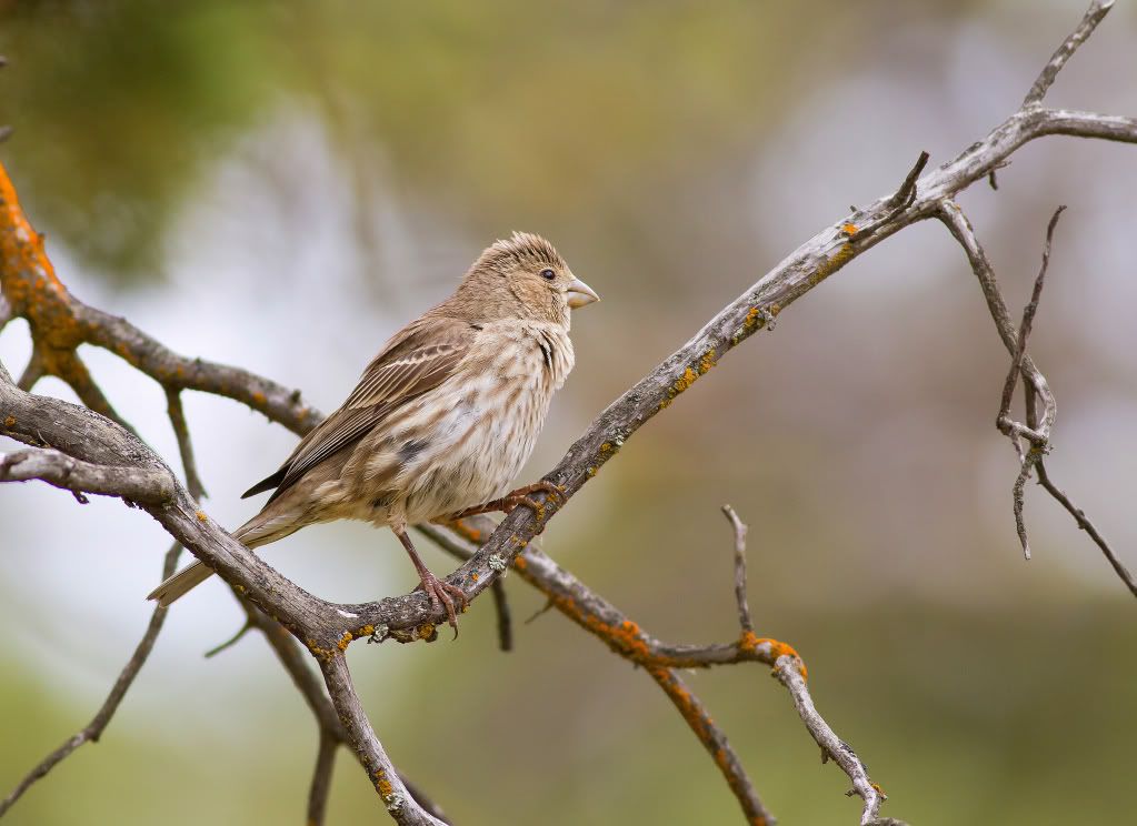 IMAGE: http://i745.photobucket.com/albums/xx97/et078/042.jpg