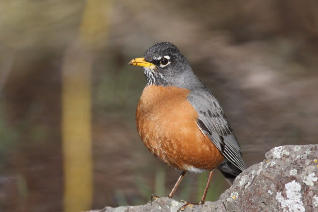 IMAGE: http://i745.photobucket.com/albums/xx97/et078/043-1.jpg