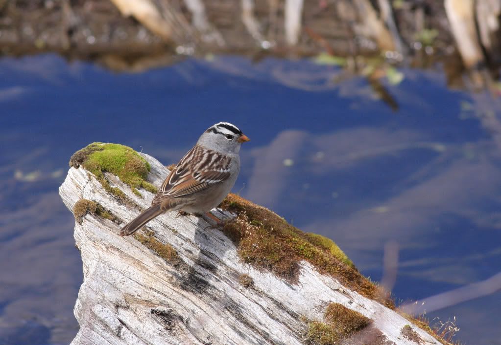 IMAGE: http://i745.photobucket.com/albums/xx97/et078/043-4.jpg