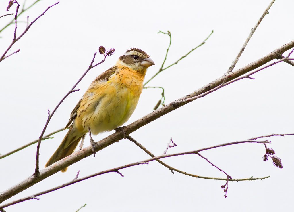 IMAGE: http://i745.photobucket.com/albums/xx97/et078/048.jpg