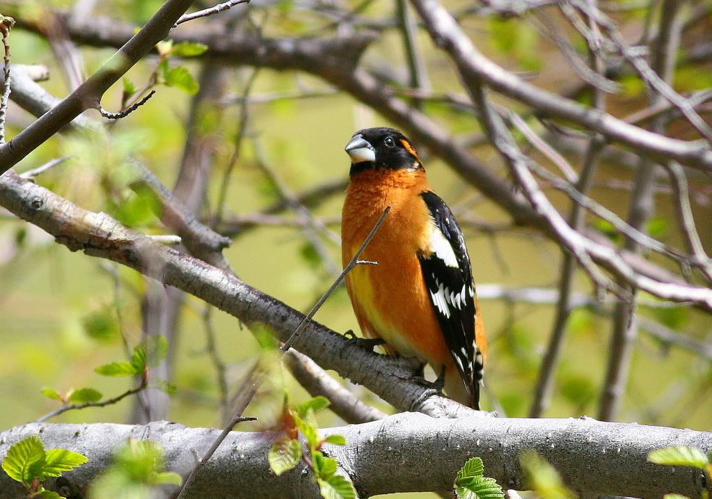 IMAGE: http://i745.photobucket.com/albums/xx97/et078/057-1.jpg