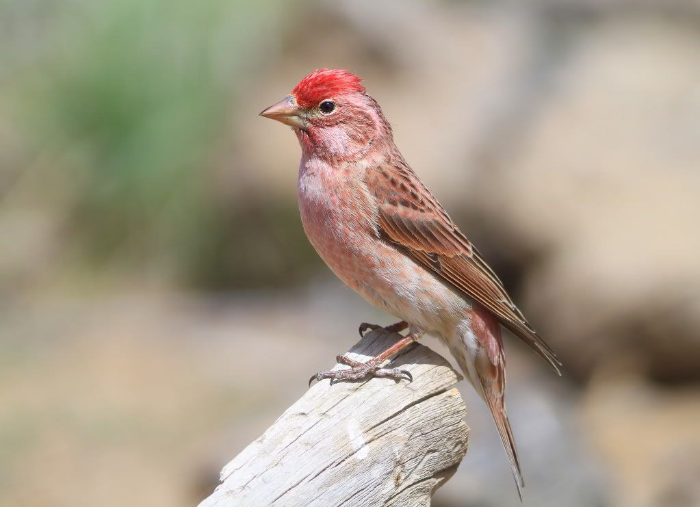 IMAGE: http://i745.photobucket.com/albums/xx97/et078/060-1.jpg