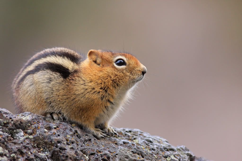 IMAGE: http://i745.photobucket.com/albums/xx97/et078/066-1.jpg