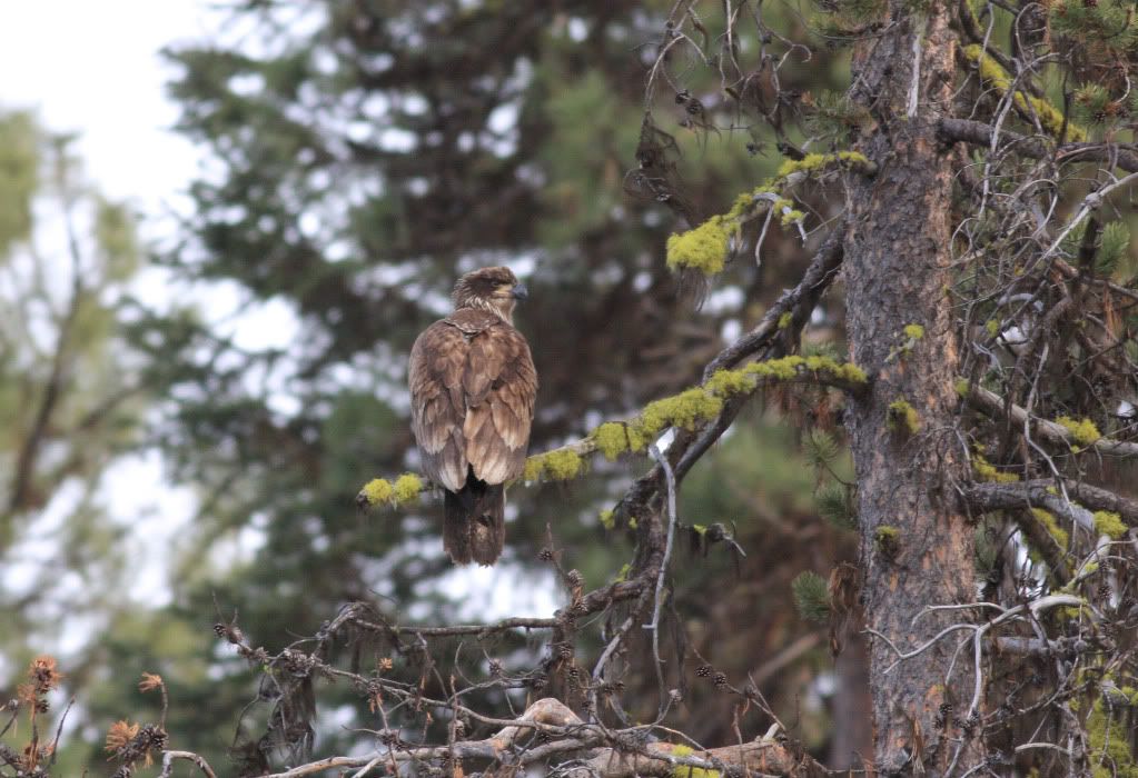 IMAGE: http://i745.photobucket.com/albums/xx97/et078/067-1.jpg