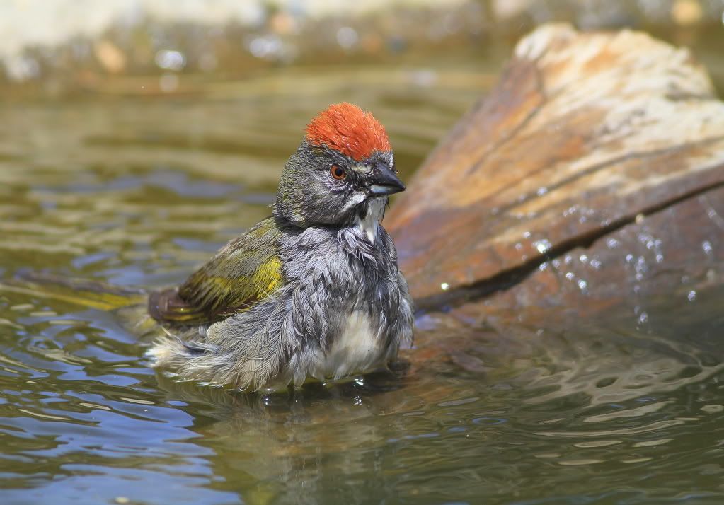 IMAGE: http://i745.photobucket.com/albums/xx97/et078/071-1-2.jpg