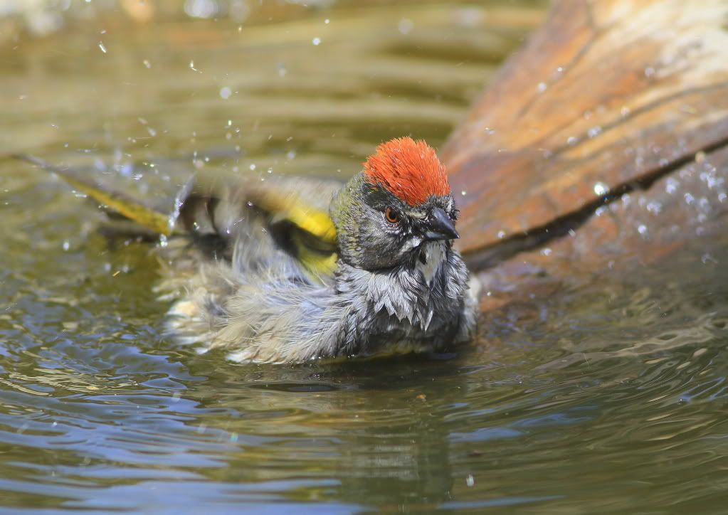 IMAGE: http://i745.photobucket.com/albums/xx97/et078/072-1-2.jpg