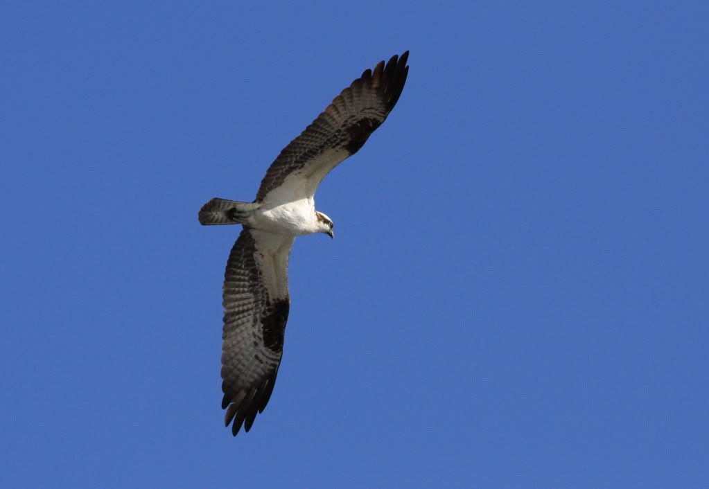 IMAGE: http://i745.photobucket.com/albums/xx97/et078/074-1.jpg