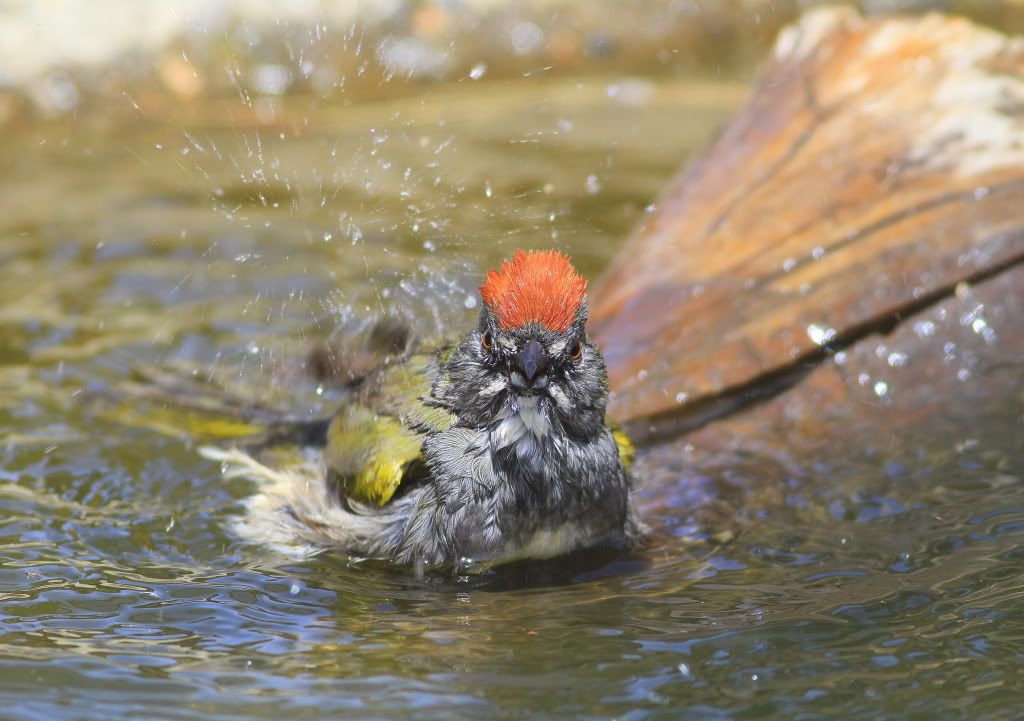 IMAGE: http://i745.photobucket.com/albums/xx97/et078/075-1.jpg