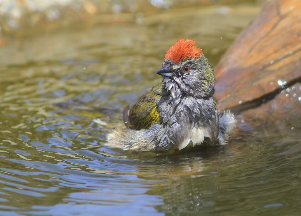 IMAGE: http://i745.photobucket.com/albums/xx97/et078/076-1.jpg