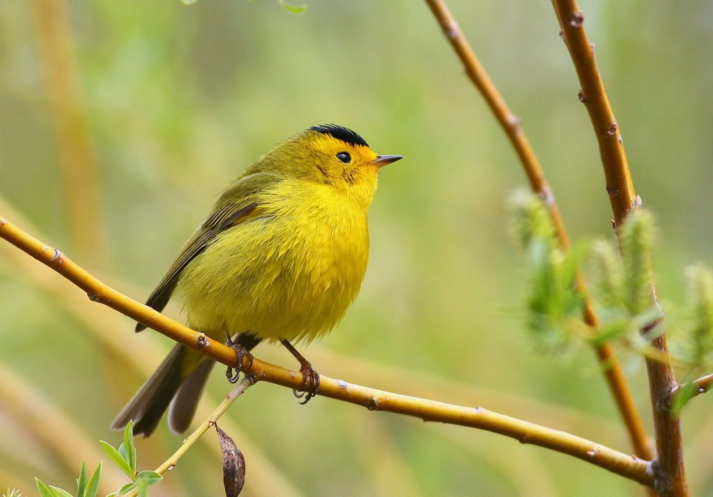 IMAGE: http://i745.photobucket.com/albums/xx97/et078/082-1.jpg