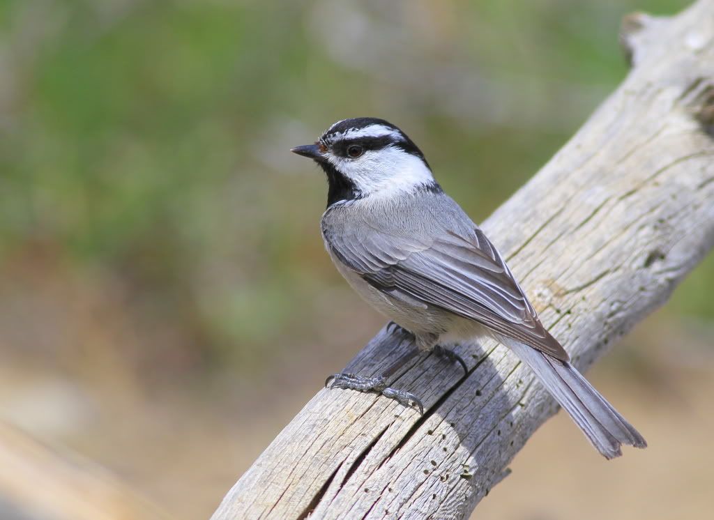 IMAGE: http://i745.photobucket.com/albums/xx97/et078/086-1.jpg