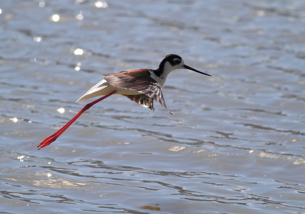 IMAGE: http://i745.photobucket.com/albums/xx97/et078/089.jpg