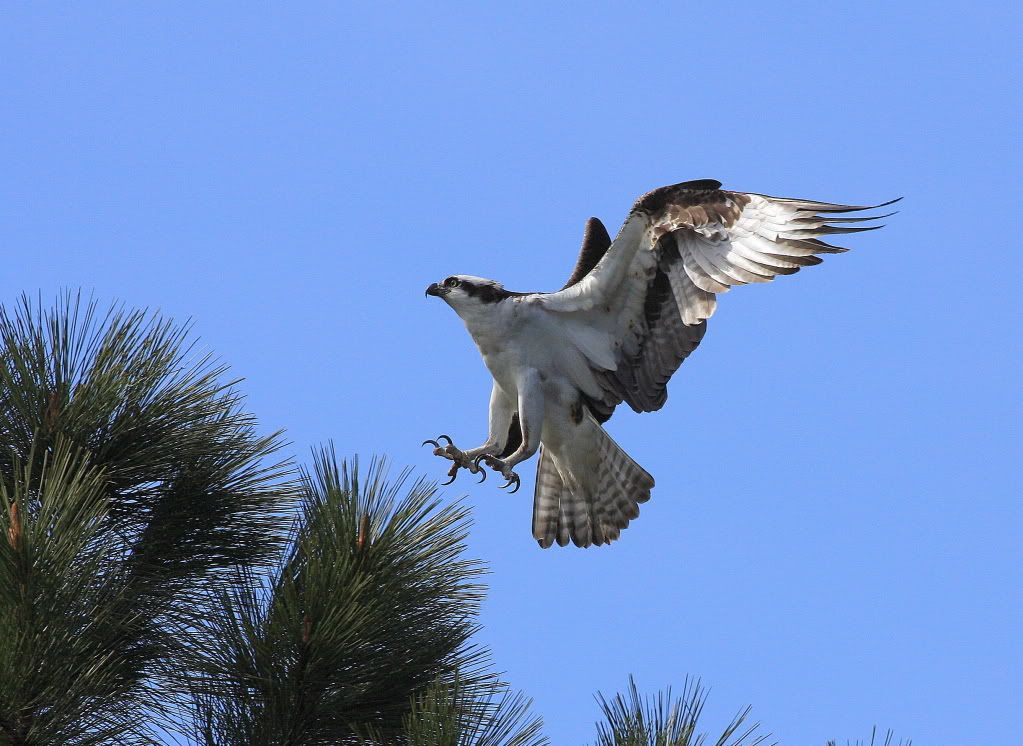 IMAGE: http://i745.photobucket.com/albums/xx97/et078/091-1.jpg