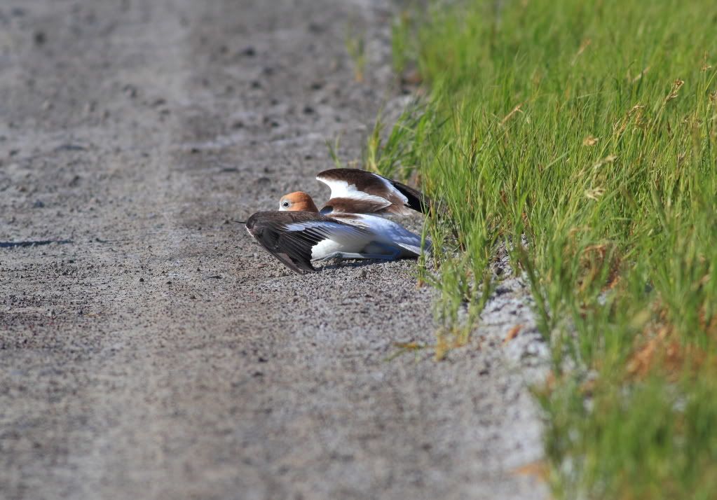 IMAGE: http://i745.photobucket.com/albums/xx97/et078/095.jpg