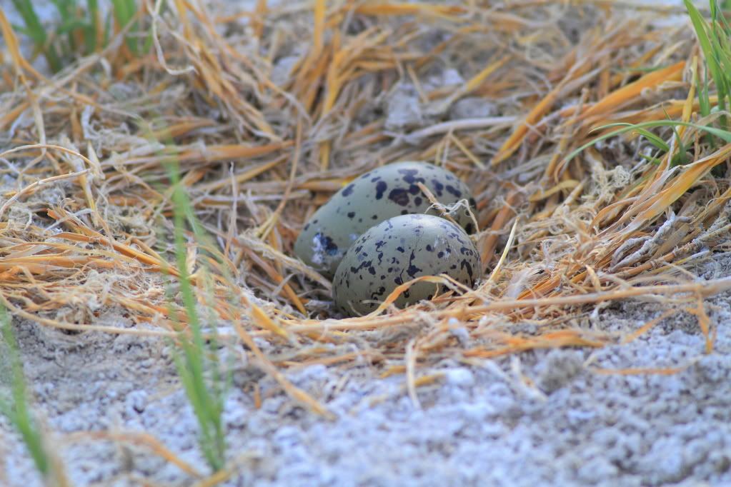 IMAGE: http://i745.photobucket.com/albums/xx97/et078/099.jpg