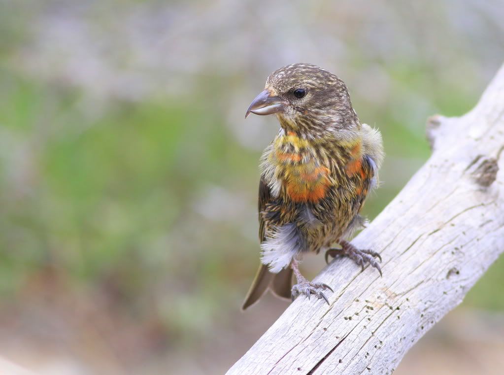 IMAGE: http://i745.photobucket.com/albums/xx97/et078/112-1.jpg