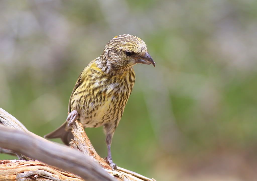 IMAGE: http://i745.photobucket.com/albums/xx97/et078/151-1.jpg