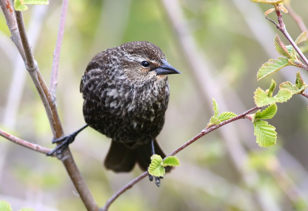 IMAGE: http://i745.photobucket.com/albums/xx97/et078/158-1.jpg