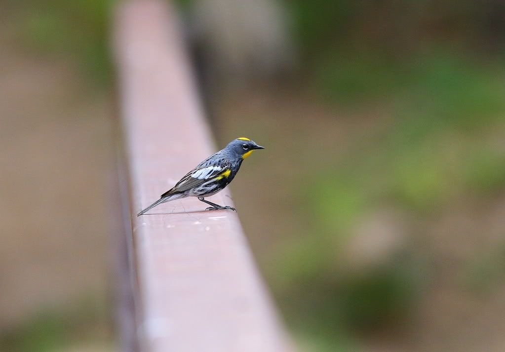 IMAGE: http://i745.photobucket.com/albums/xx97/et078/216-1.jpg