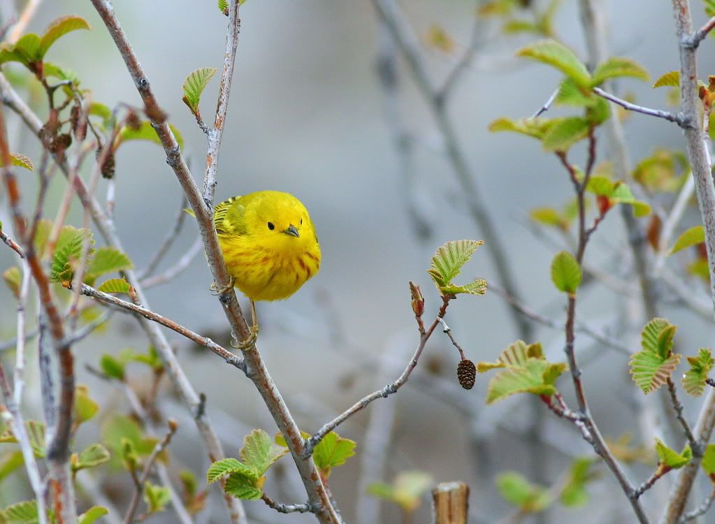 IMAGE: http://i745.photobucket.com/albums/xx97/et078/220-1.jpg