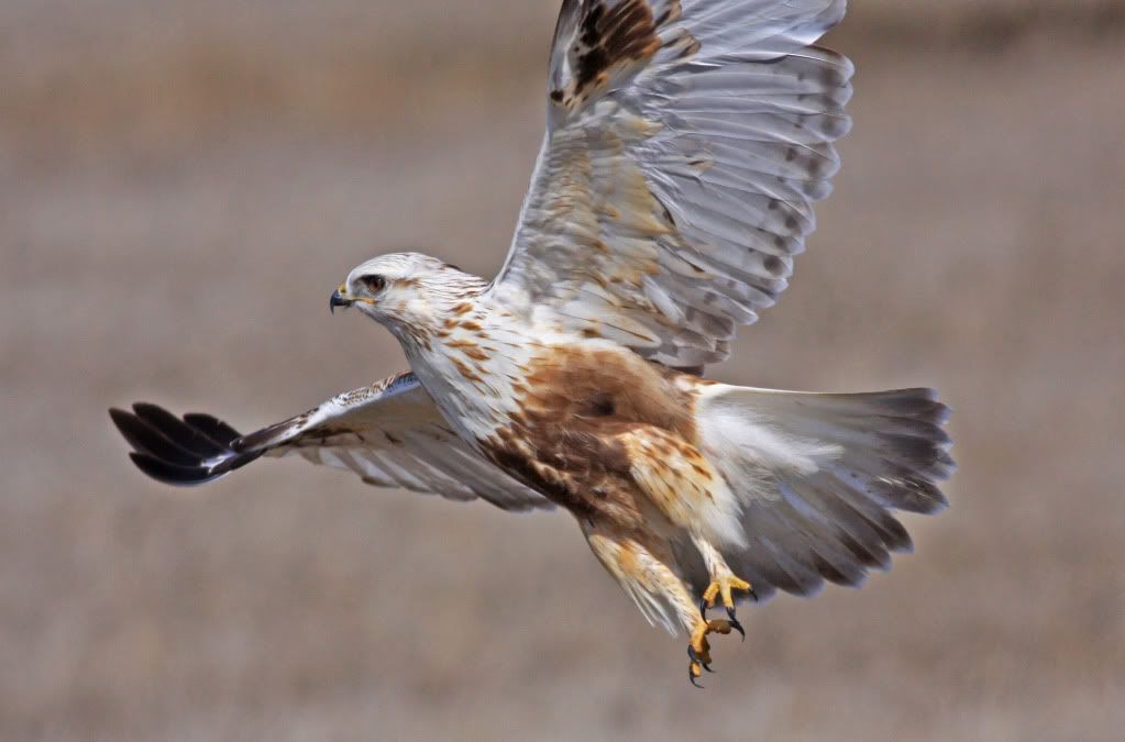 IMAGE: http://i745.photobucket.com/albums/xx97/et078/Bird1.jpg