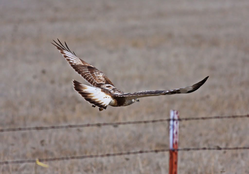 IMAGE: http://i745.photobucket.com/albums/xx97/et078/Bird2.jpg