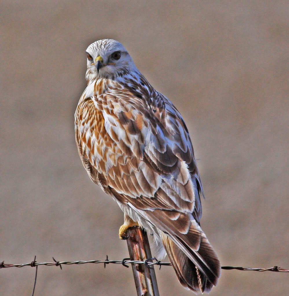 IMAGE: http://i745.photobucket.com/albums/xx97/et078/Bird3.jpg