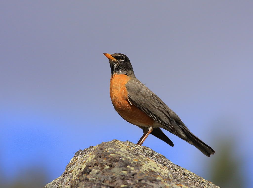 IMAGE: http://i745.photobucket.com/albums/xx97/et078/Birds024.jpg