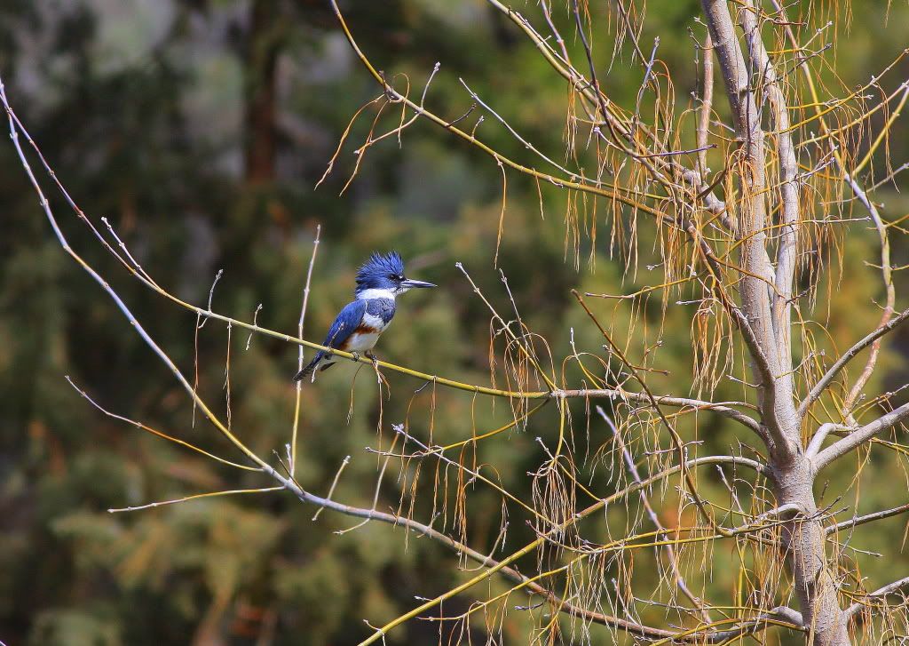 IMAGE: http://i745.photobucket.com/albums/xx97/et078/Birds103-1.jpg