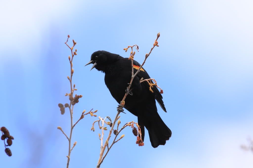 IMAGE: http://i745.photobucket.com/albums/xx97/et078/Birds158.jpg