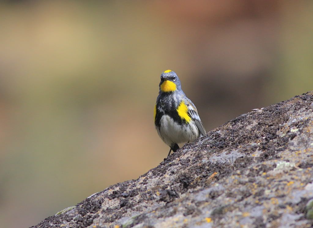 IMAGE: http://i745.photobucket.com/albums/xx97/et078/Birds176-2.jpg